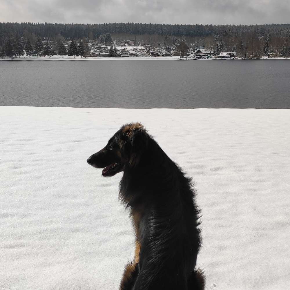 Hundetreffen-Gemeinsam Spaziergang-Profilbild