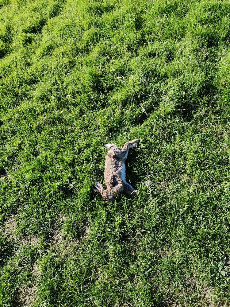 Giftköder-Totes Kaninchen an den Lahnwiesen-Profilbild