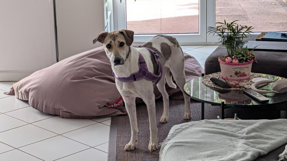 Suchmeldung-Polly-Profilbild