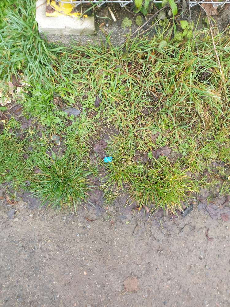 Giftköder-Giftköder-Profilbild