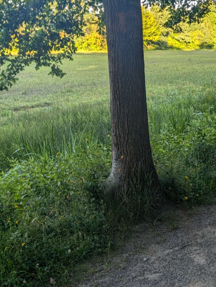 Giftköder-Eichenprozessionsspinner-Profilbild