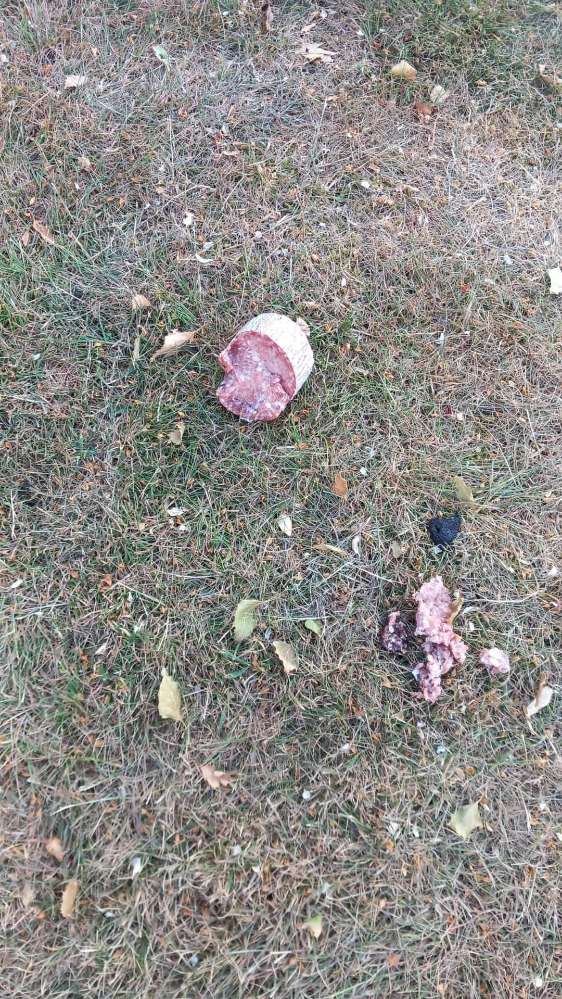 Giftköder-Giftköder-Profilbild