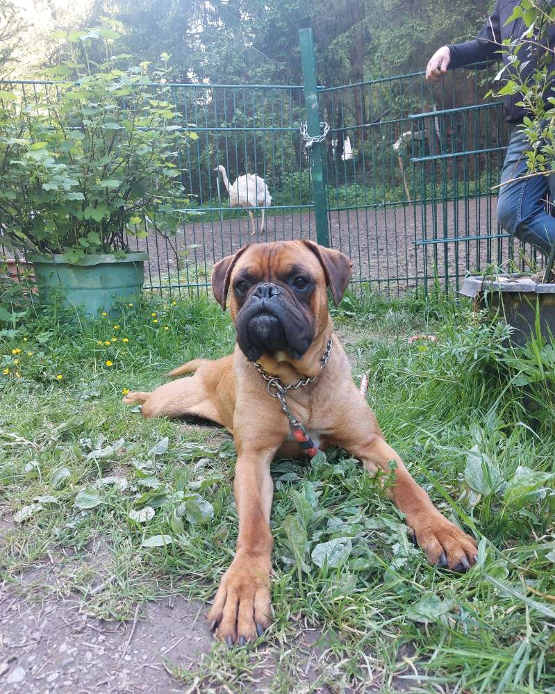 Hundetreffen-Gemeinsames Gassi gehen-Profilbild