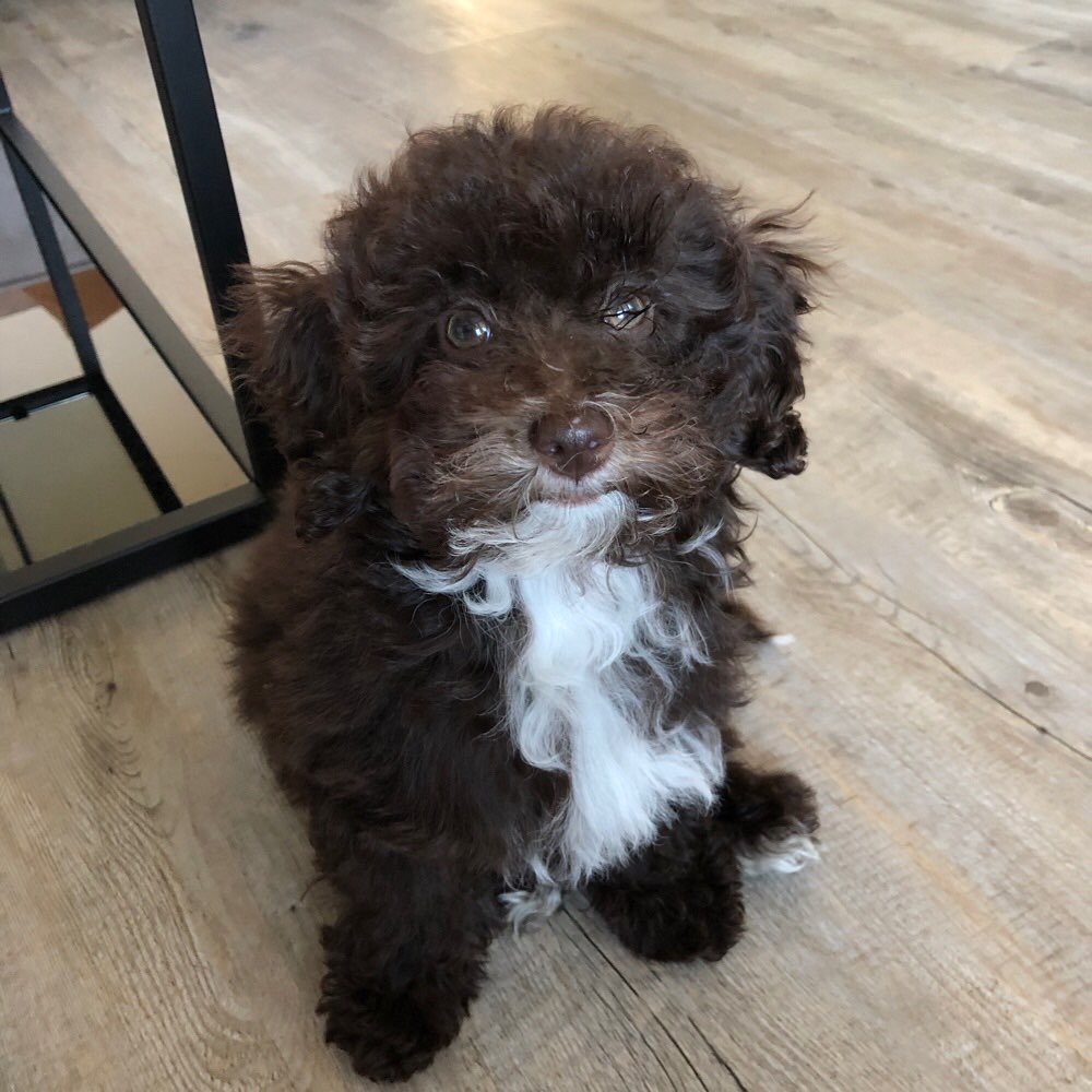 Hundetreffen-Welpentreffen (kleinere Rassen)-Profilbild