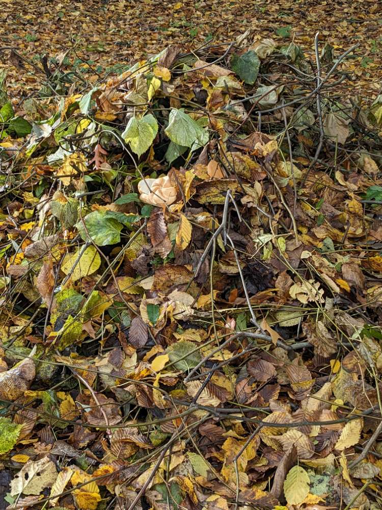 Giftköder-Brötchen im Laub-Profilbild