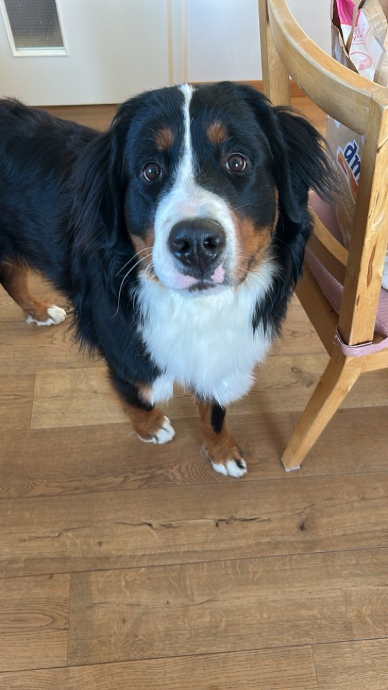 Hundetreffen-Spiel u. Begegnungstreff-Profilbild