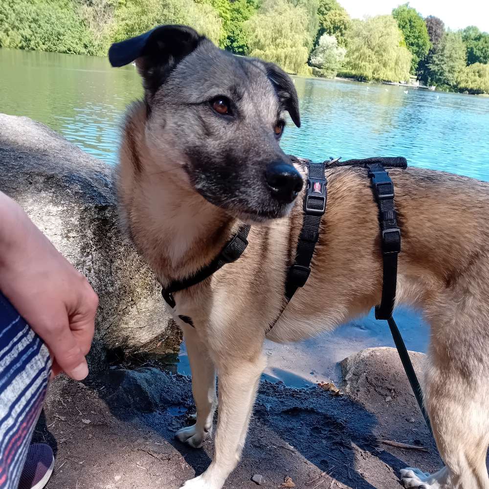 Hundetreffen-Ruhige Gassirunde und Sozialkontakt-Profilbild