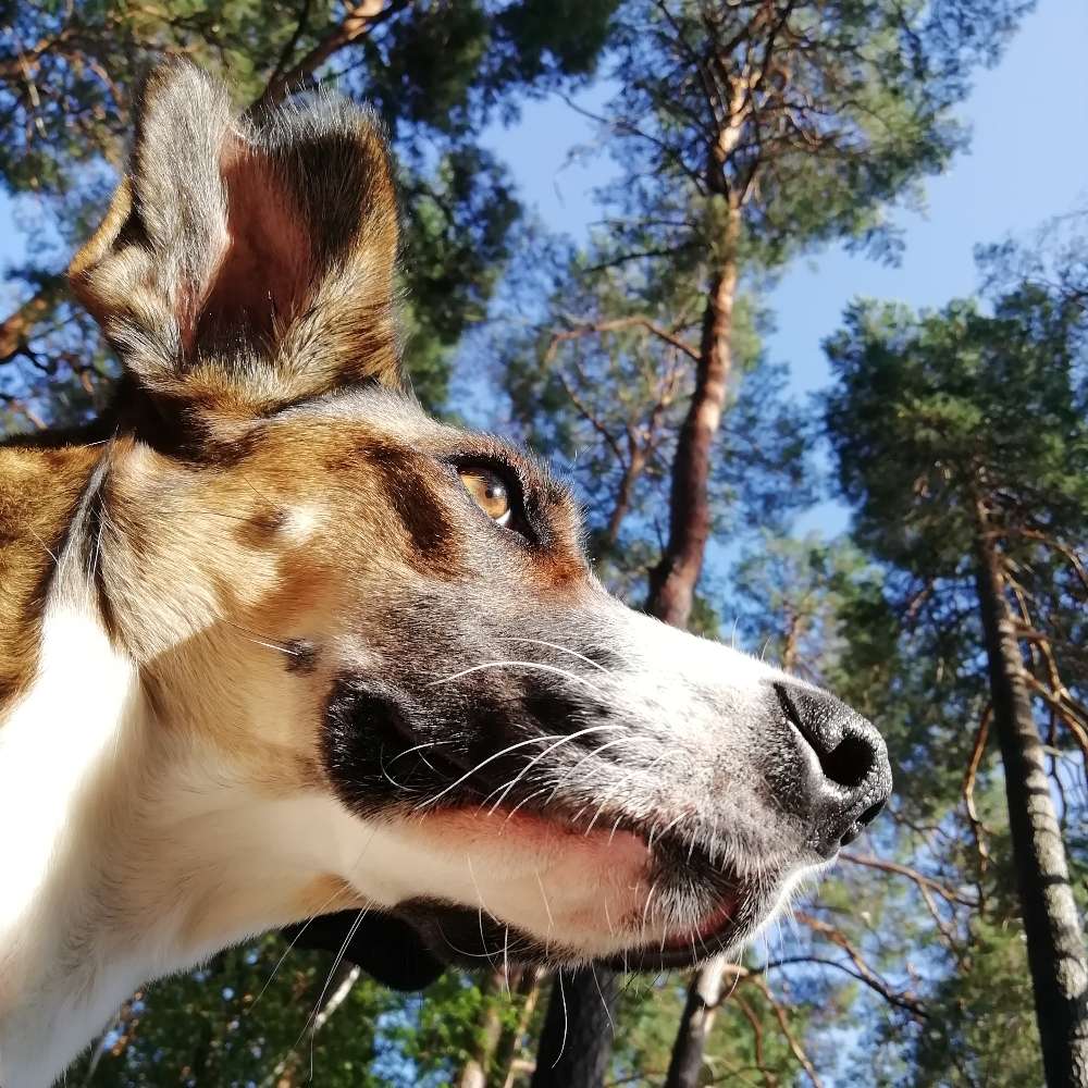 Ersteller:in Wandern mit Hund Profilbild