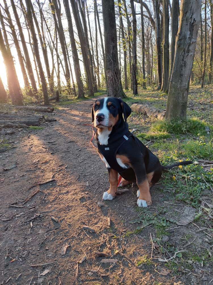 Hundetreffen-Spiel- und Gassirunde-Profilbild