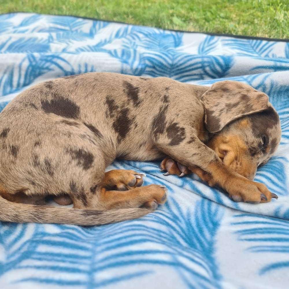 Hundetreffen-Kleinhunde oder Welpen Treffen-Profilbild