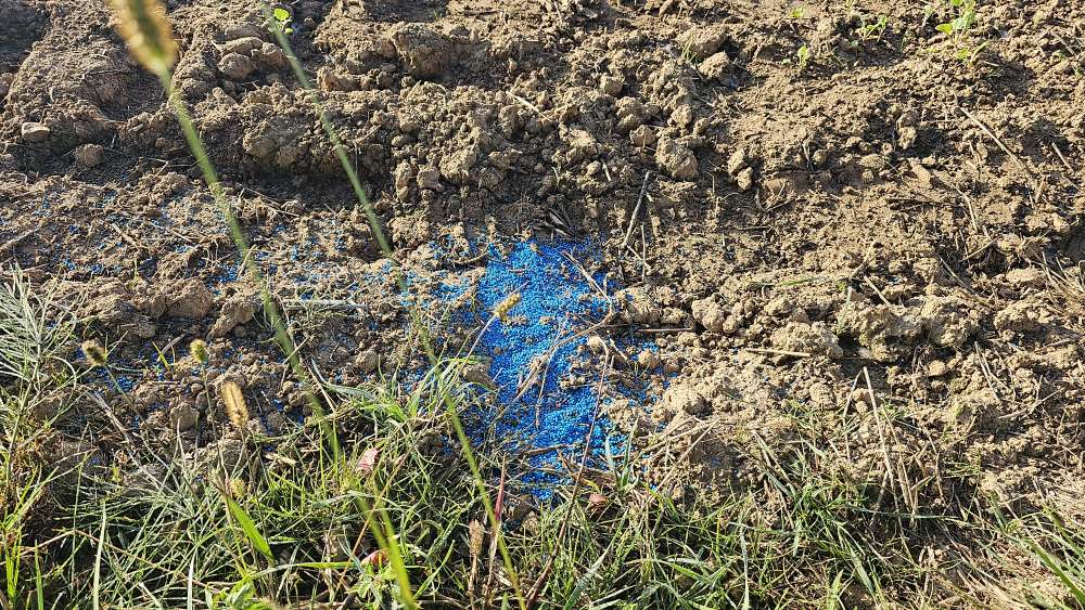 Giftköder-Blaue Perlen-Profilbild