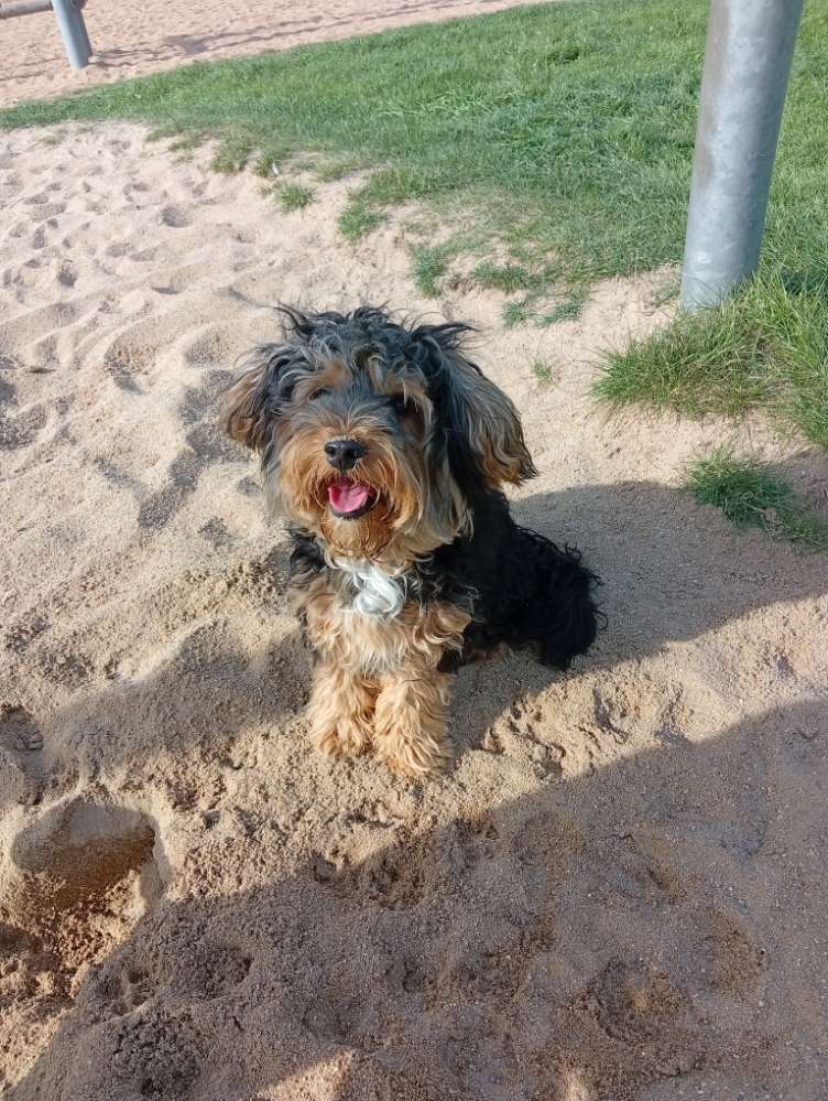 Hundetreffen-Deckhund sucht neue Bekanntschaften-Profilbild