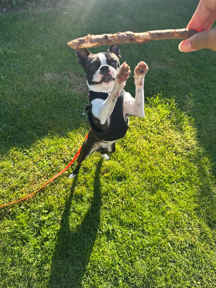 Hundetreffen-Spazieren oder playdate?-Profilbild