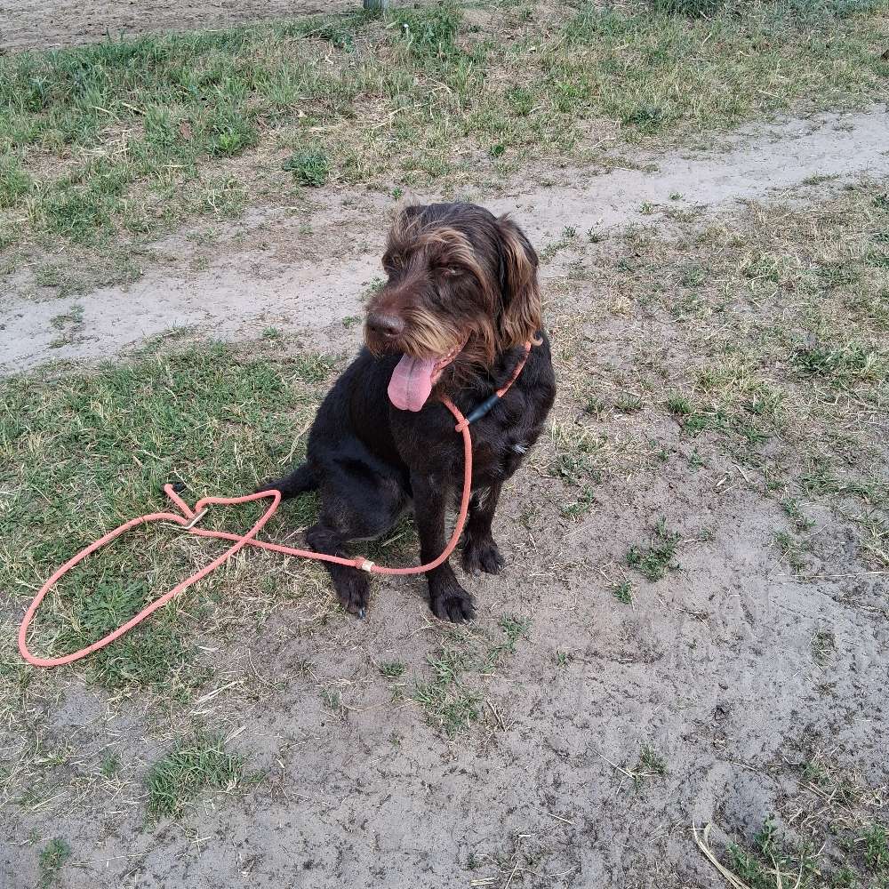 Hundetreffen-Spielrunde-Profilbild