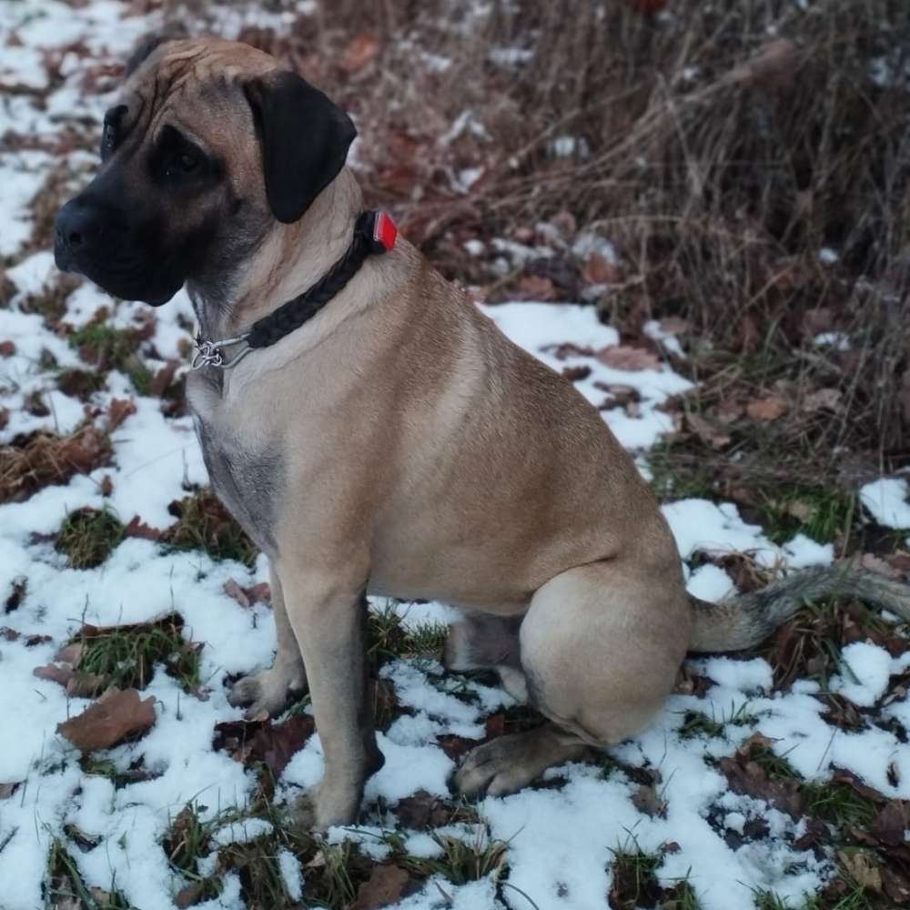 Hundetreffen-Suchen Spielfreunde-Profilbild