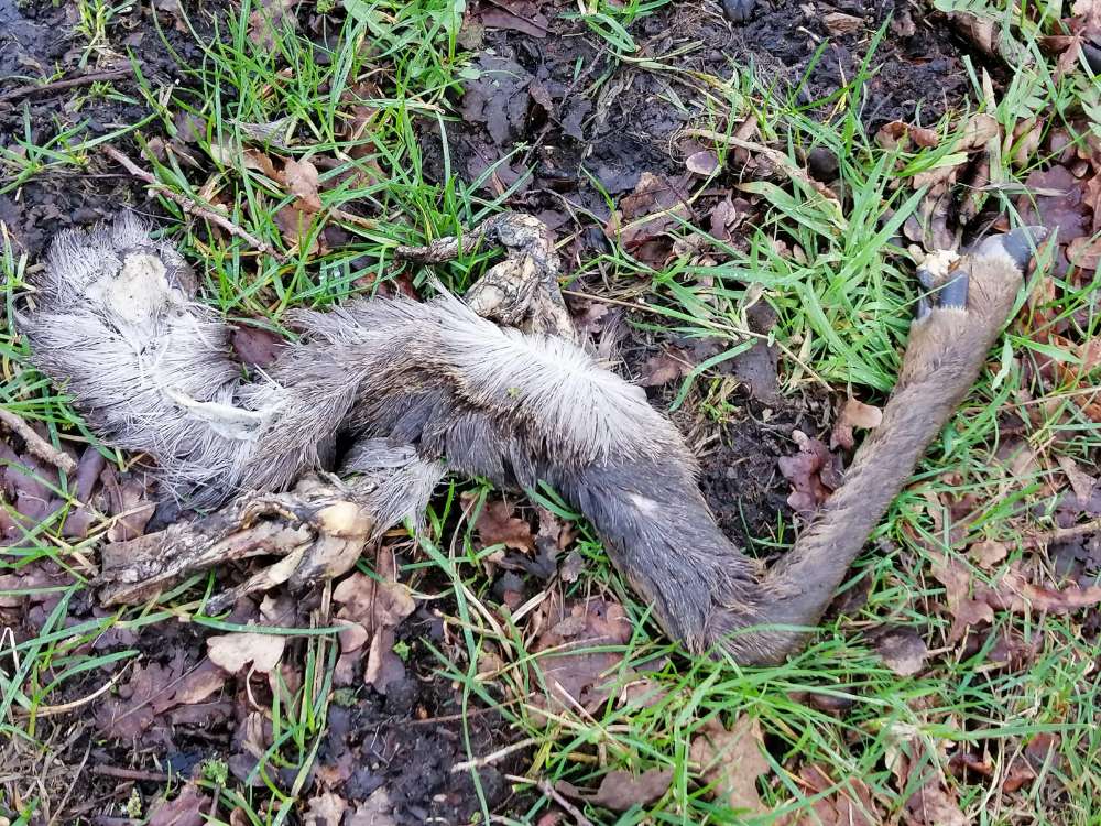 Giftköder-Tierreste (gerissen)-Profilbild