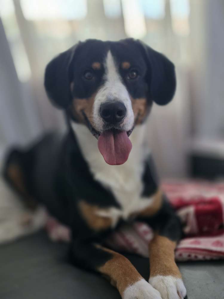 Hundetreffen-Energiebündel sucht spielpartner-Profilbild