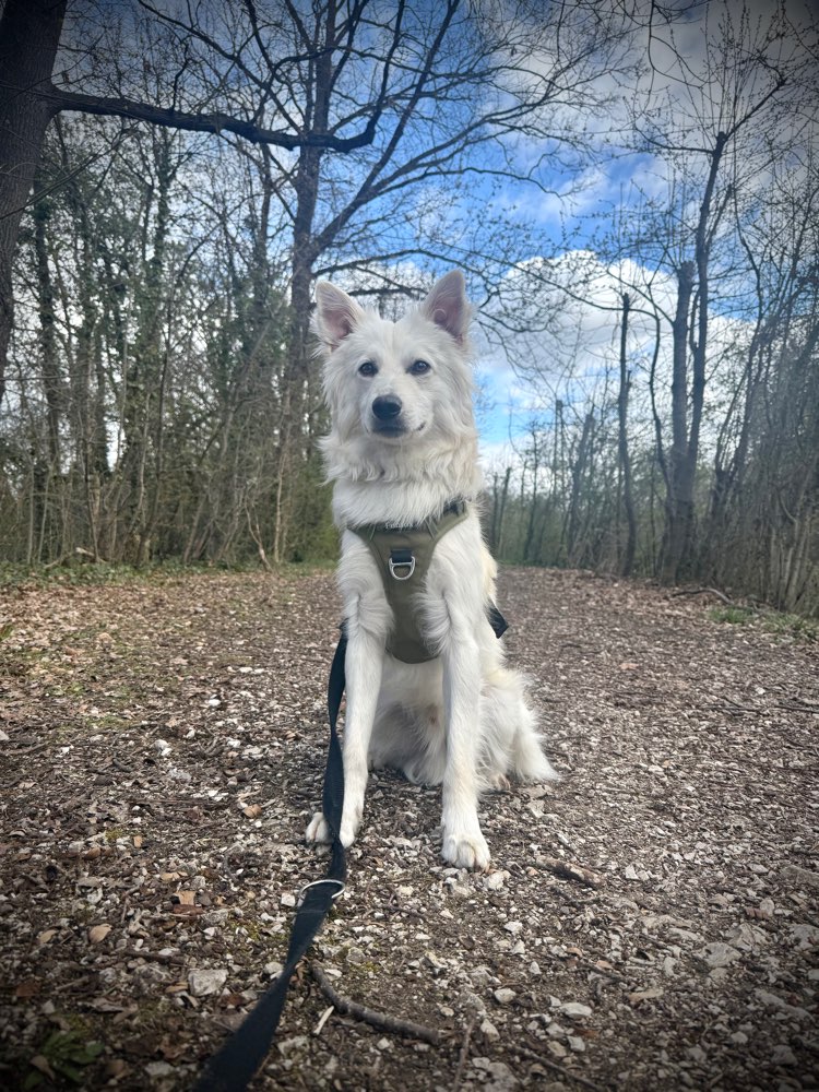 Hundetreffen-Gemeinsames Gassi & Spielrunden-Profilbild