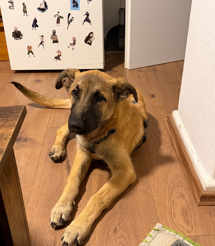 Hundetreffen-Spielkameraden für unseren Otto gesucht-Profilbild