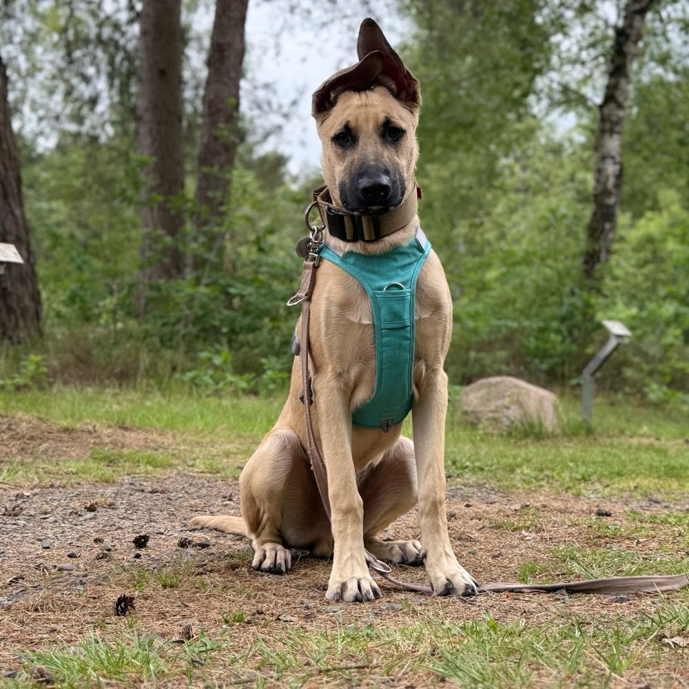 Hundetreffen-Nero sucht spiel & Spazierkameraden-Profilbild