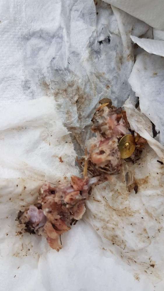 Giftköder-Giftköder-Profilbild