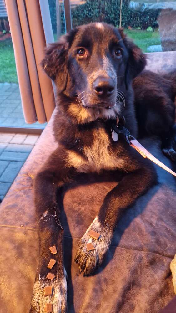 Hundetreffen-Spazieren, gemeinsames trainieren-Profilbild