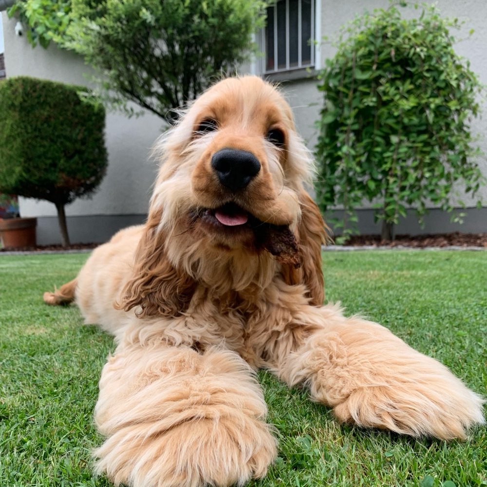 Hundetreffen-Welpen-Spielrunde-Profilbild