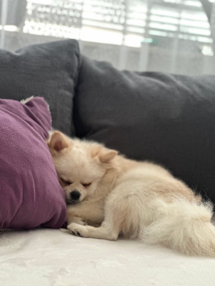 Hundetreffen-Gassi Freunde gesucht in Darmstadt-Profilbild