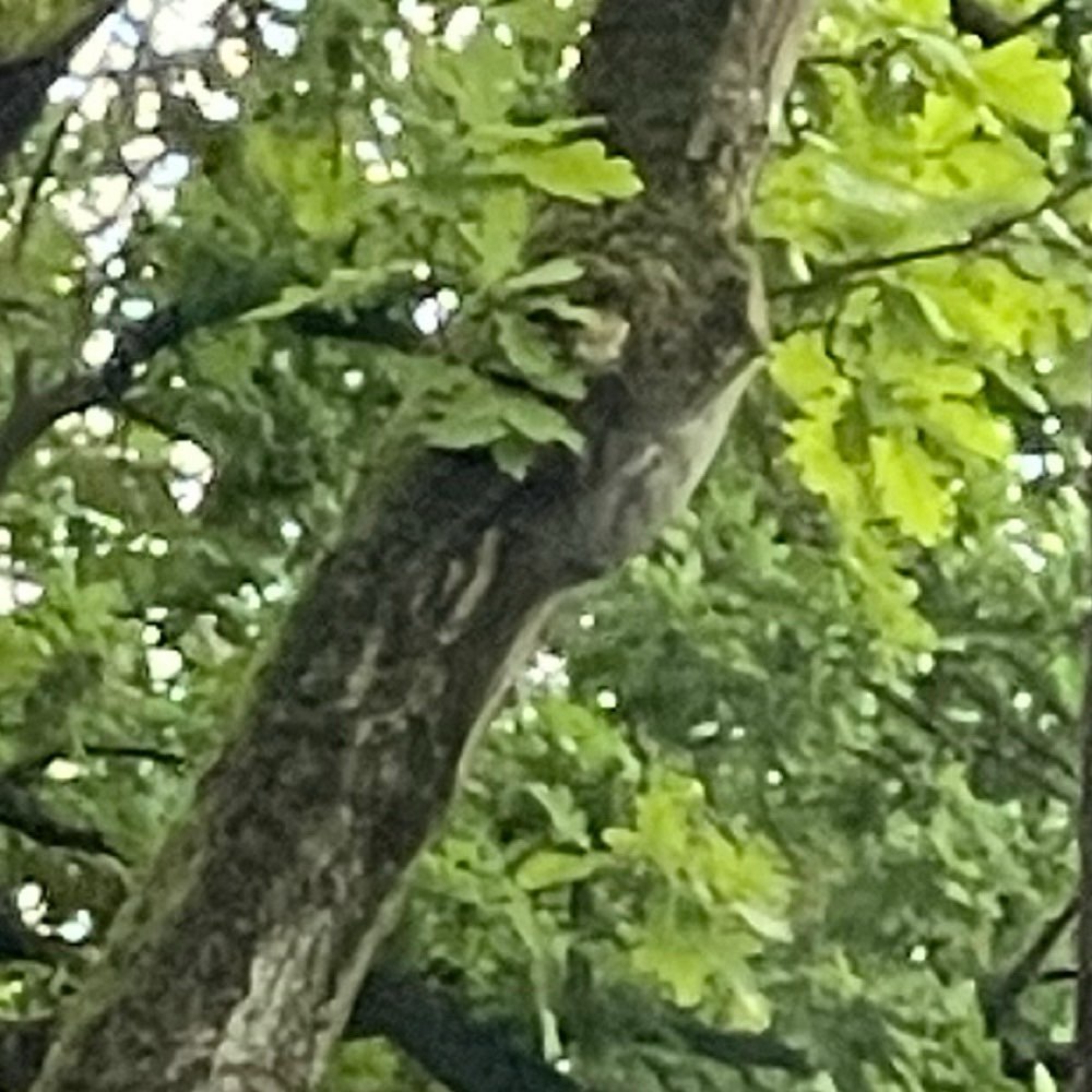 Giftköder-Eichenprozessionsspinner-Profilbild