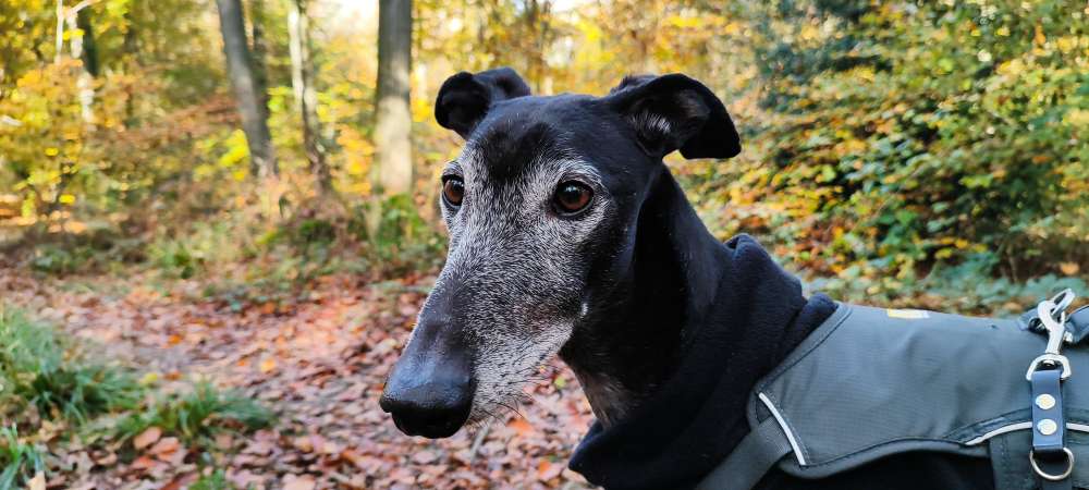 Hundetreffen-Entspanntes Gassigehen-Profilbild