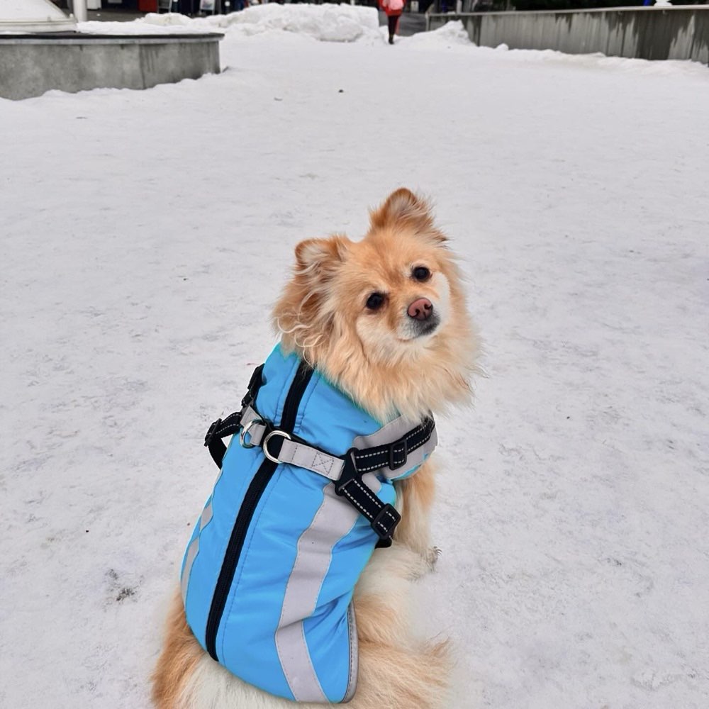 Hundetreffen-Playdate for dogs (small to mid)-Profilbild