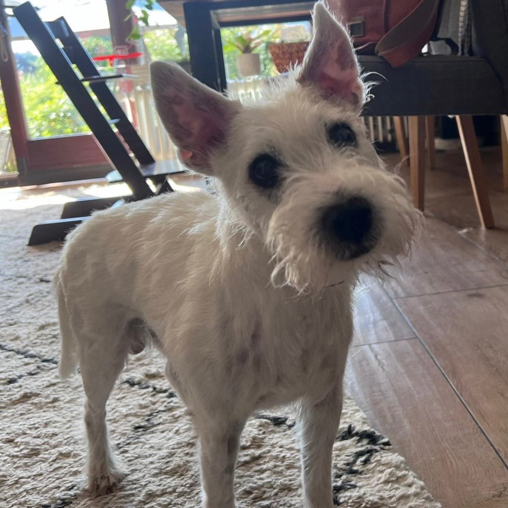 Hund Lenny wird in Hamburg vermisst! Dogorama App