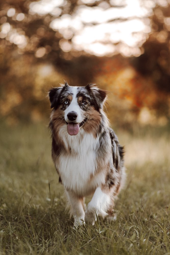 Hundetreffen-Hundebegegnungen trainieren-Profilbild