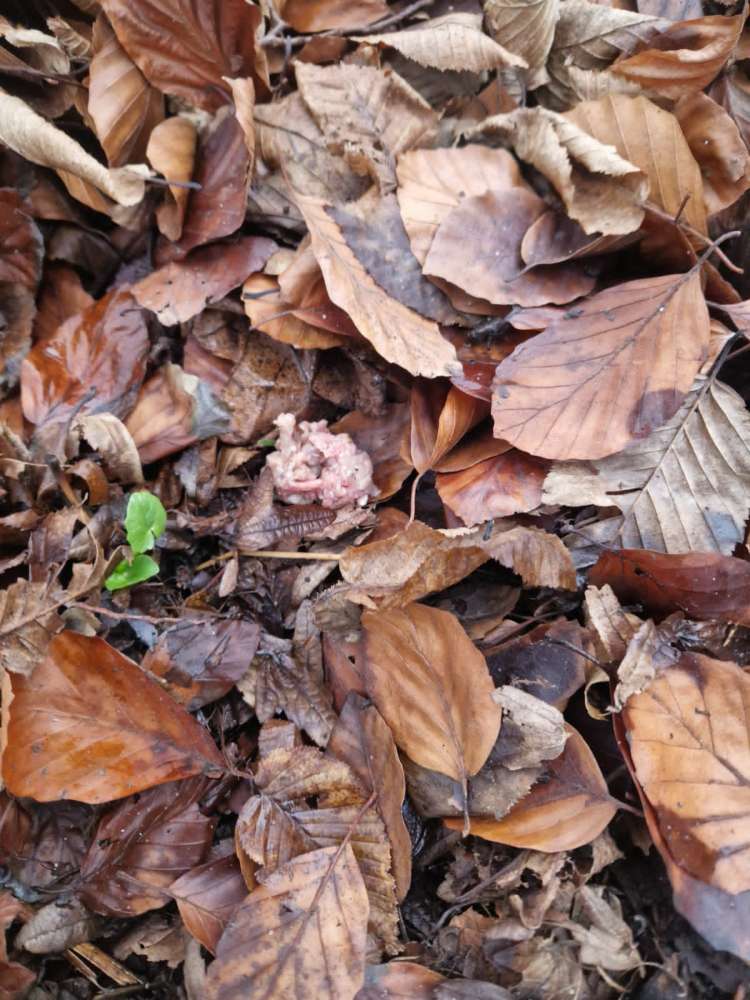 Giftköder-Giftköder-Profilbild