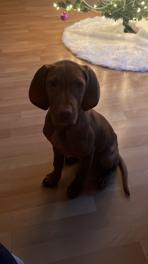 Hundetreffen-Welpentreffen in Isernhagen-Profilbild