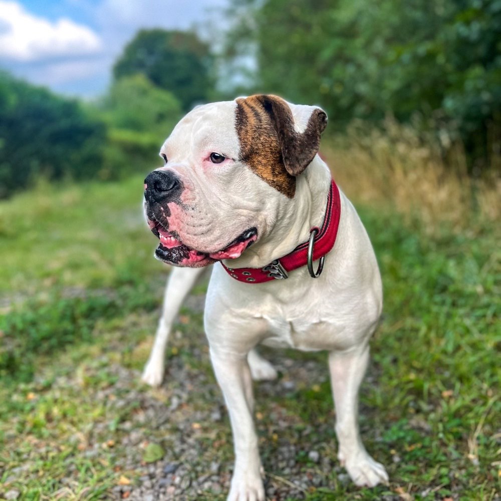 Hundetreffen-Hunde Treffen gesucht☺️-Profilbild