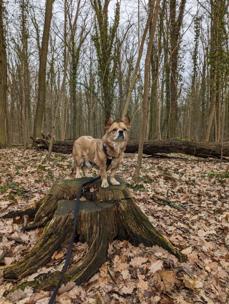 Hundetreffen-Gassirunde in Frohnau-Profilbild