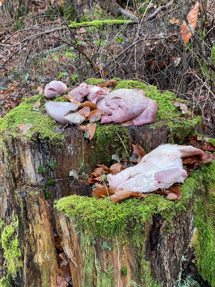 Giftköder-Achtung ausgelegtes Fleisch-Profilbild