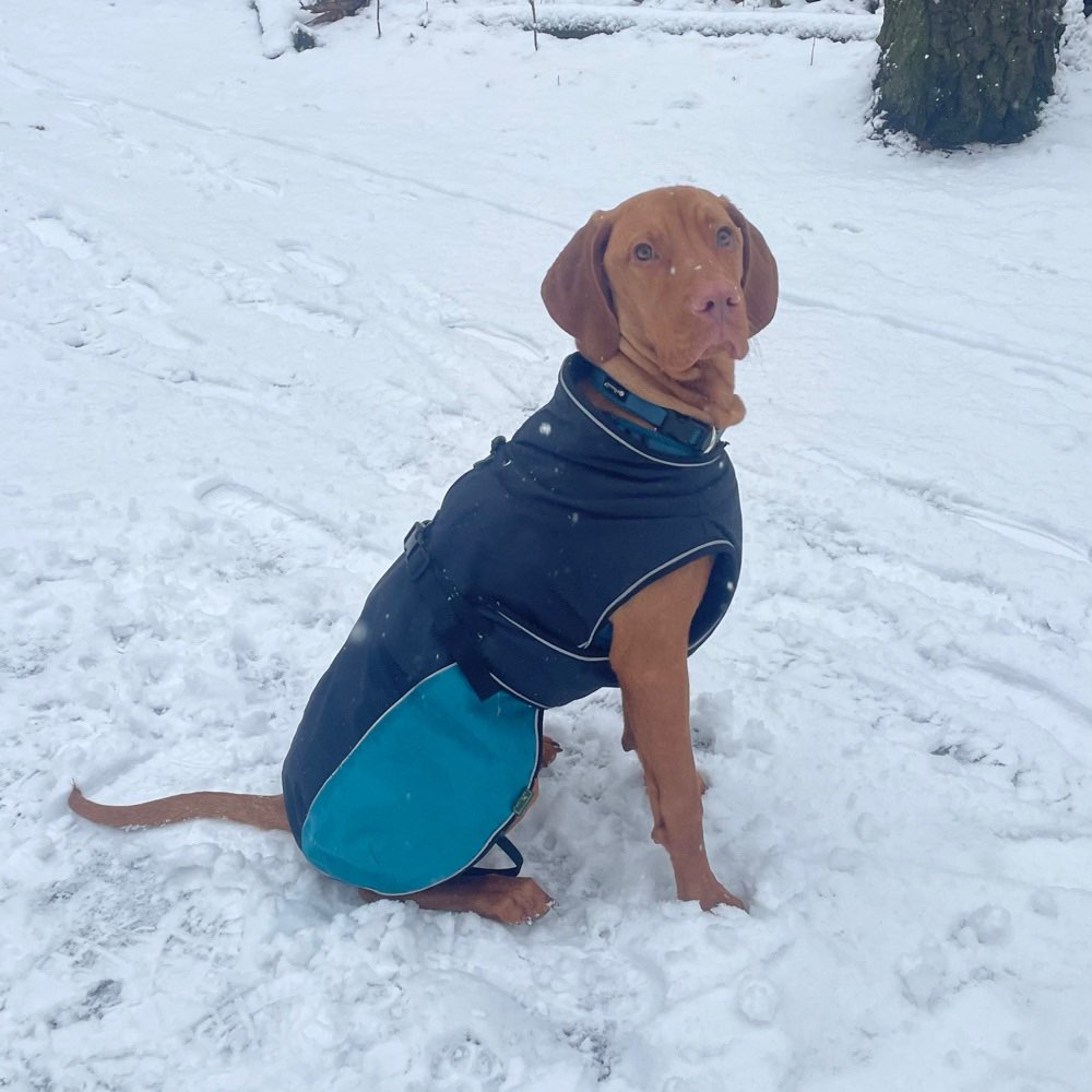 Hundetreffen-Welpentreff Steglitz-Profilbild