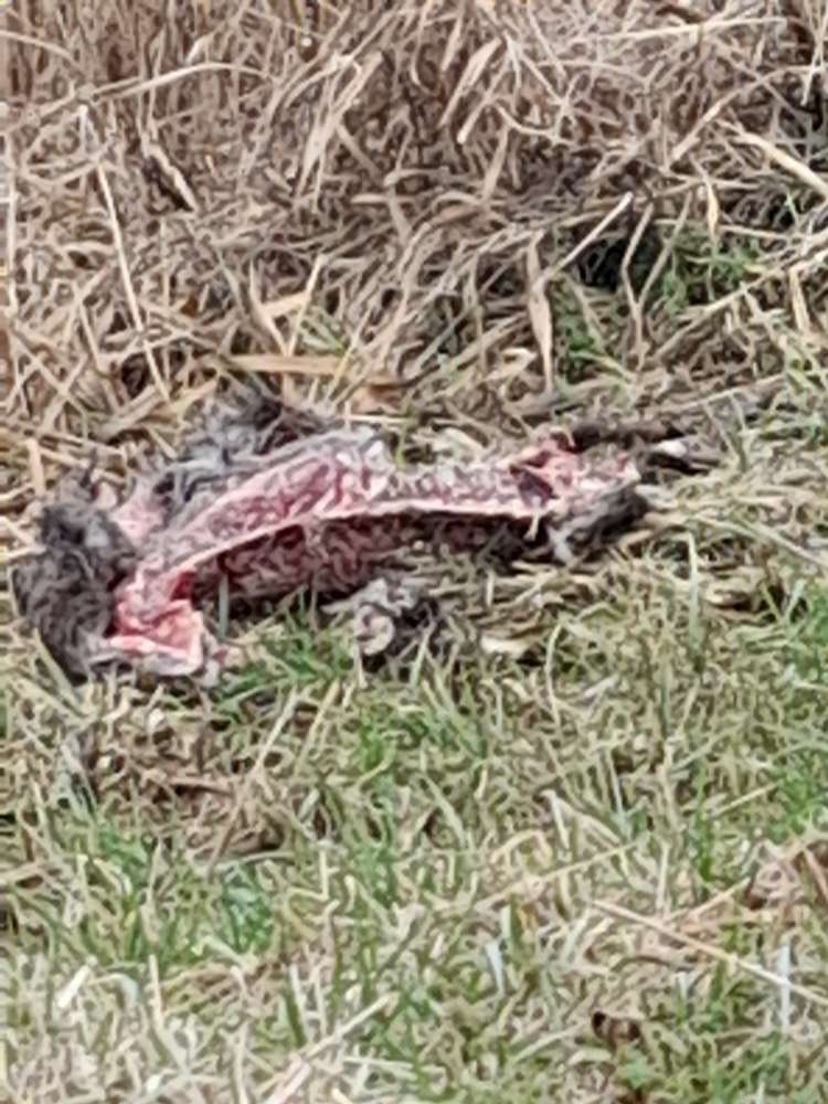 Giftköder-Wölfe-Profilbild