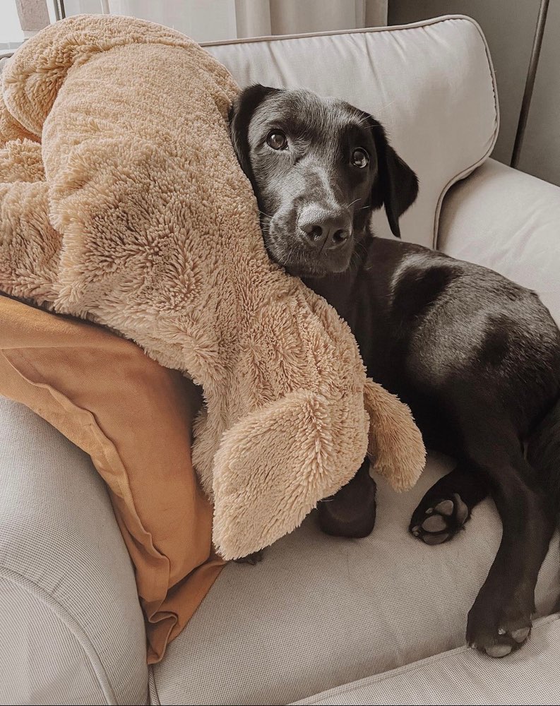 Hundetreffen-Hundefreund gesucht☺️-Profilbild