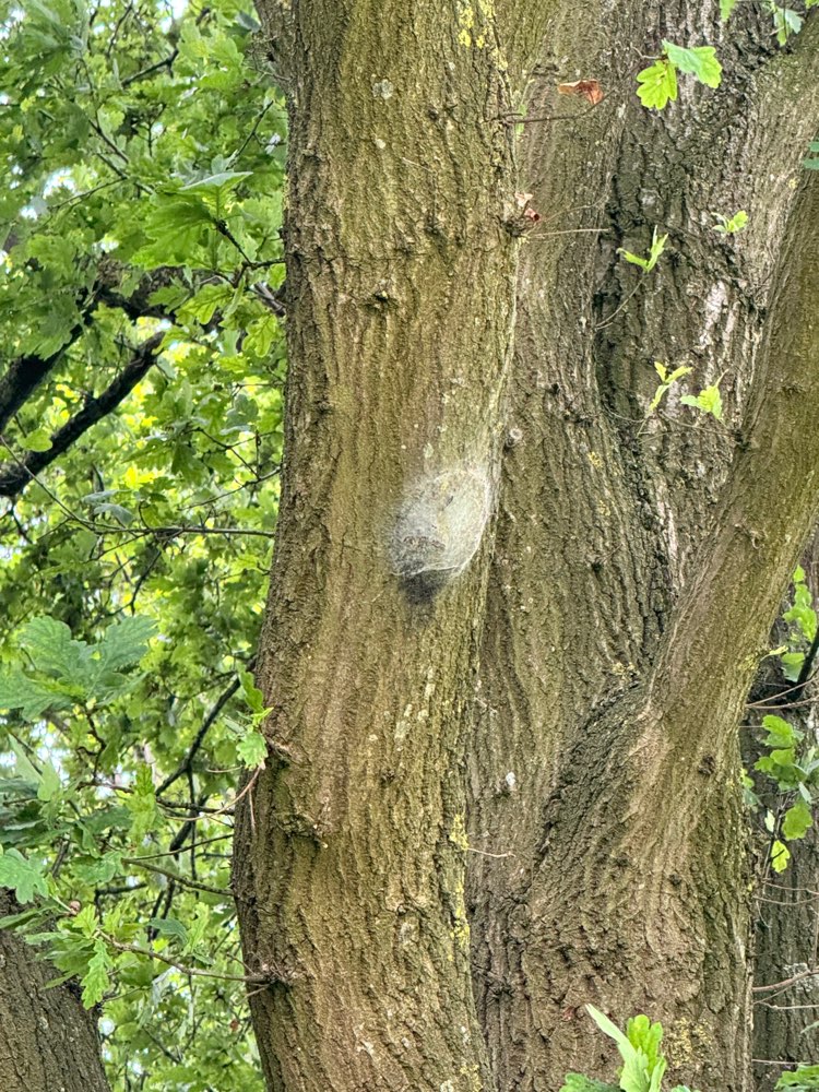 Giftköder-Eichenprozessionsspinner-Profilbild