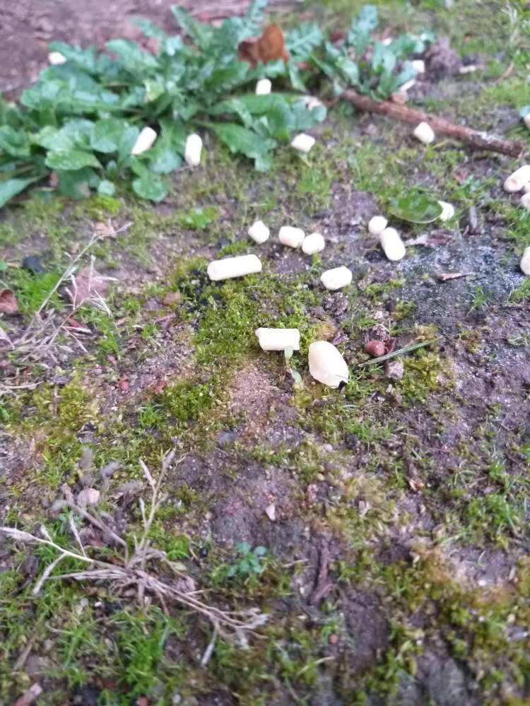 Giftköder-vermutlicher Giftköder-Profilbild