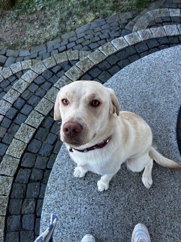 Hundetreffen-Spielgefährte gesucht für Frieda 🐾🐶-Profilbild