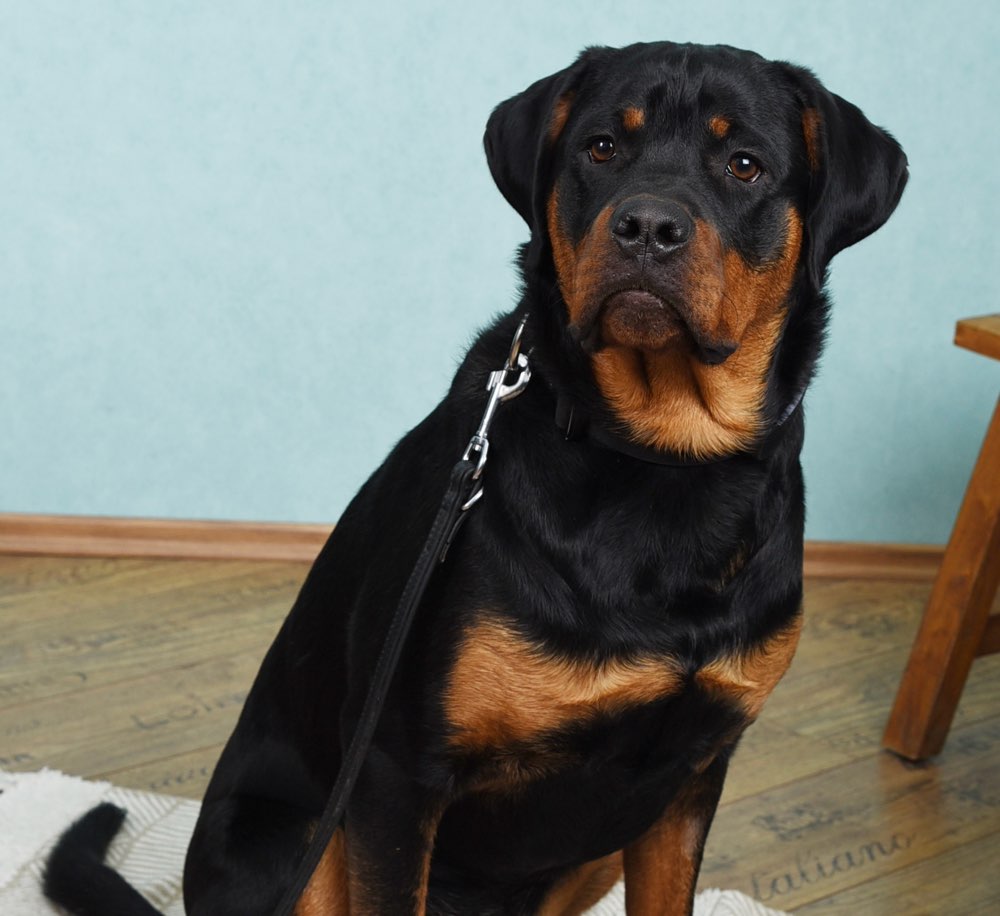 Hundetreffen-Gassirunde & Hundebegegnungen-Profilbild