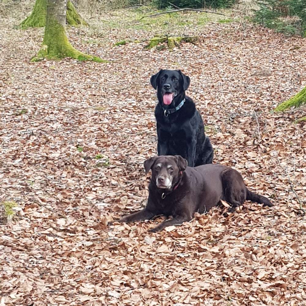 Hundetreffen-Spaziergang-Profilbild