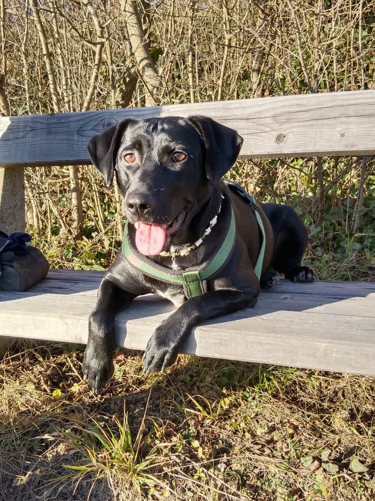 Hundetreffen-Holly sucht Spielfreunde-Profilbild