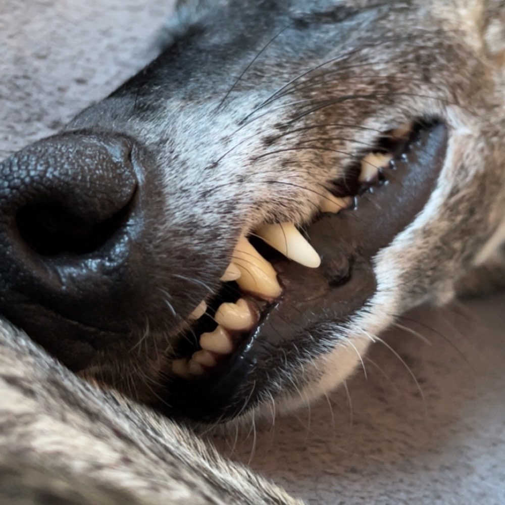 Hundetreffen-Windhunde Treffen-Profilbild