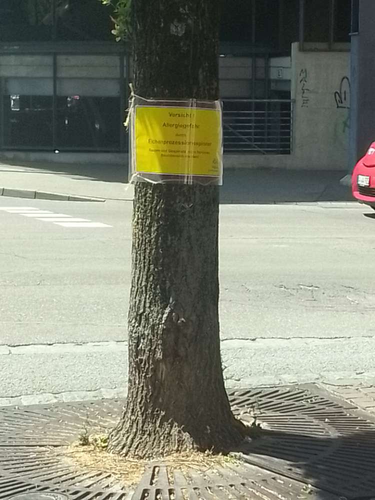 Giftköder-Eichenprozessionsspinner-Profilbild