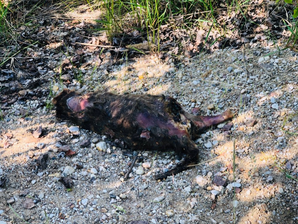 Giftköder-Totes Tier (evtl. Katze)-Profilbild